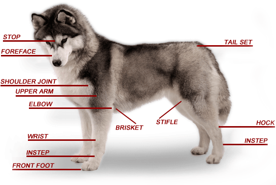 husky body